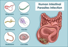 Load image into Gallery viewer, Parasite Detox Cleanse — Organic Intestinal Support