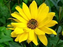 Load image into Gallery viewer, Olloïs Arnica Montana 30C Vegan Organic Kosher, 80 pellets